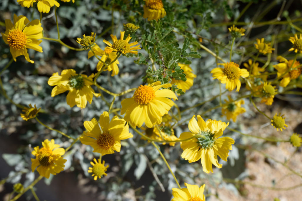 Brittlebush Wildflower