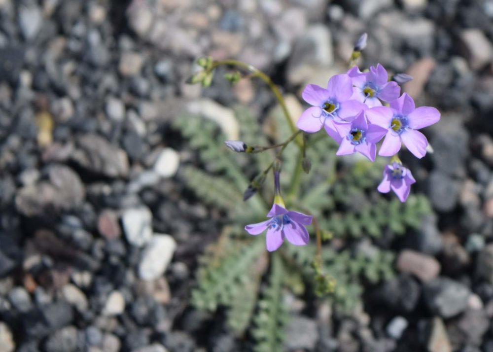 Broad-Flowered Gilia