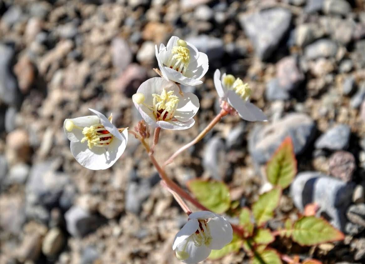 Brown-eyed Evening-Primrose