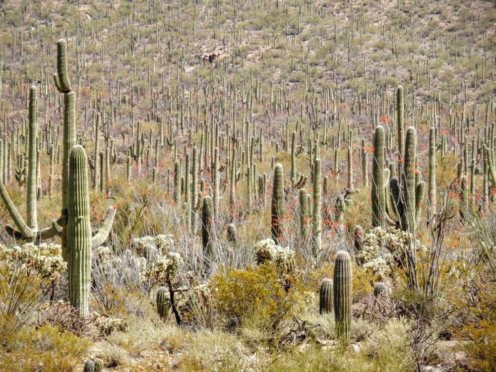 Cactus Forest