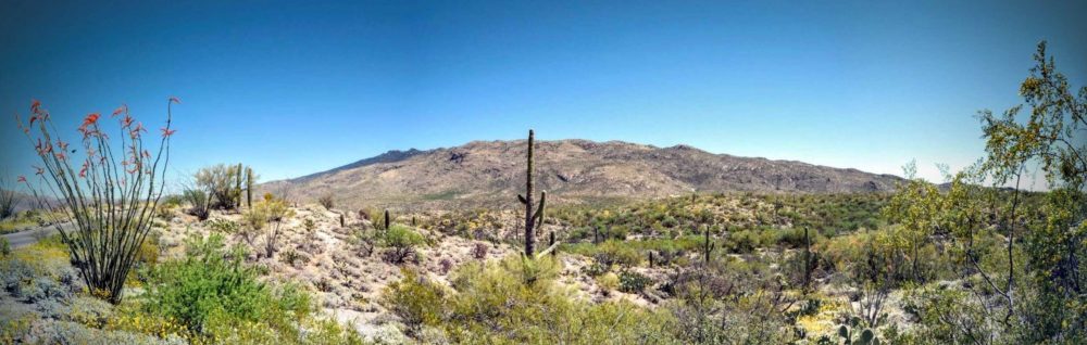 Cactus Forest Overlook