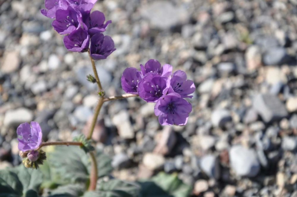 Caltha-leaved phacelia