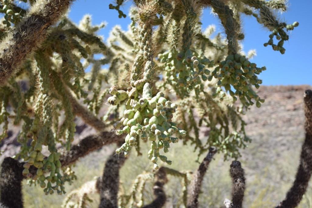 Chain Cholla Fruit