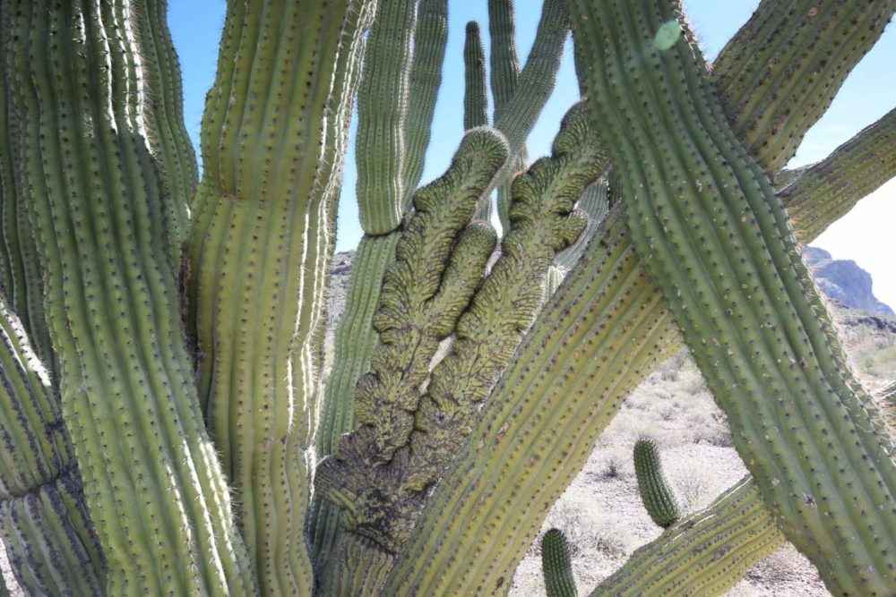 Crested Organ Pipe Cactus Arm
