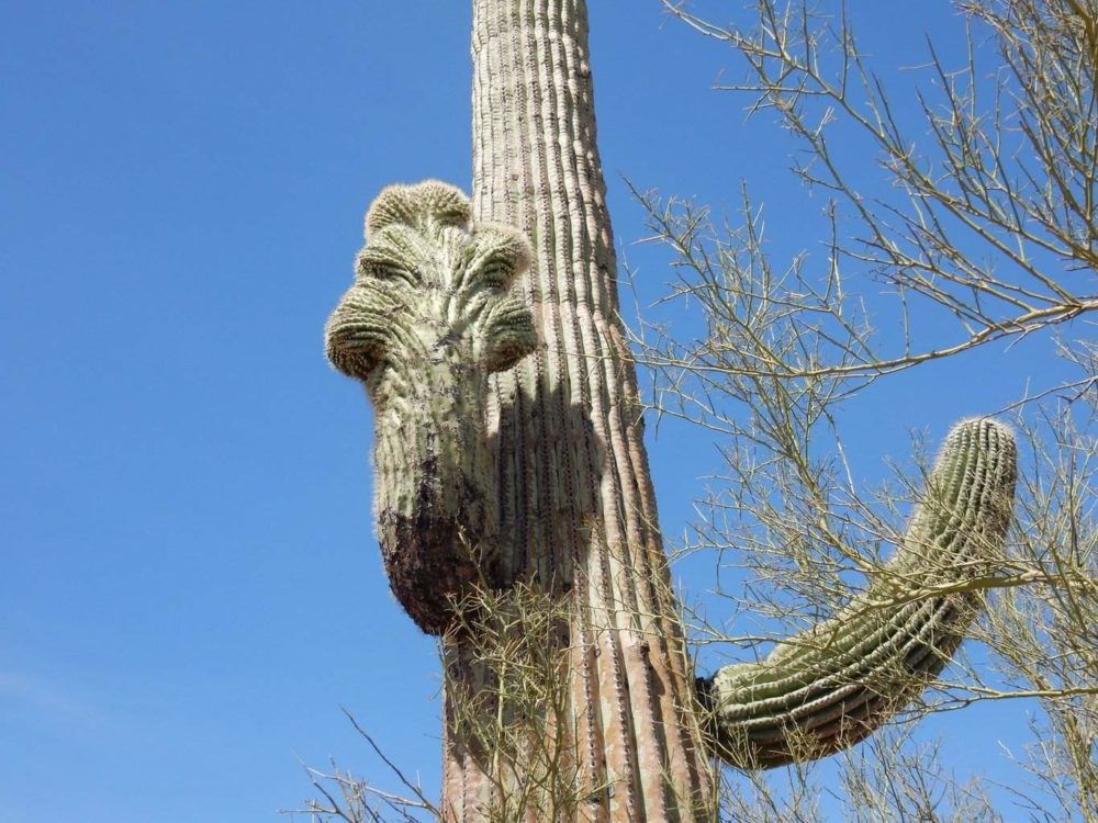 Crested Saguaro