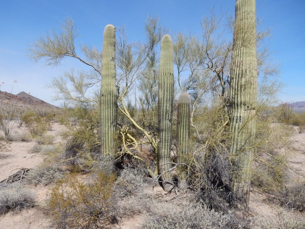 Saguaro Nursary