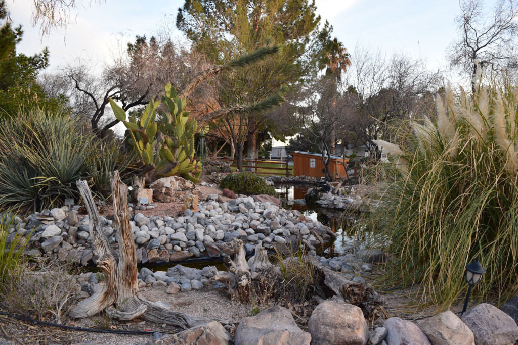 Cactus Garden