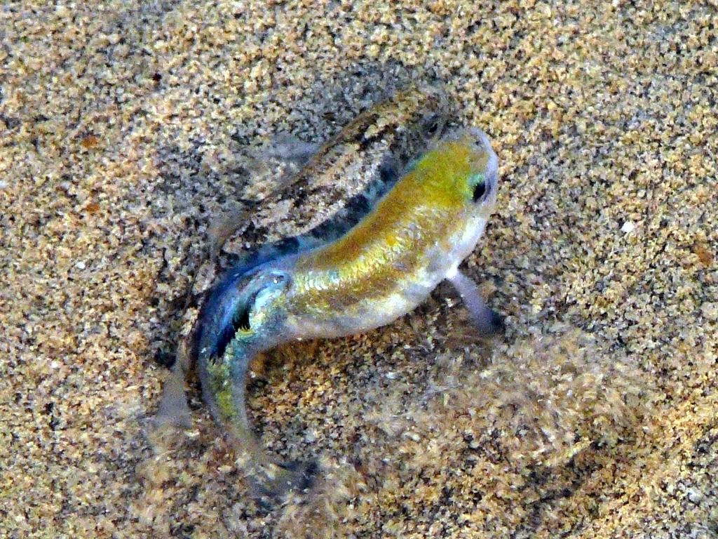 Death Valley Pupfish