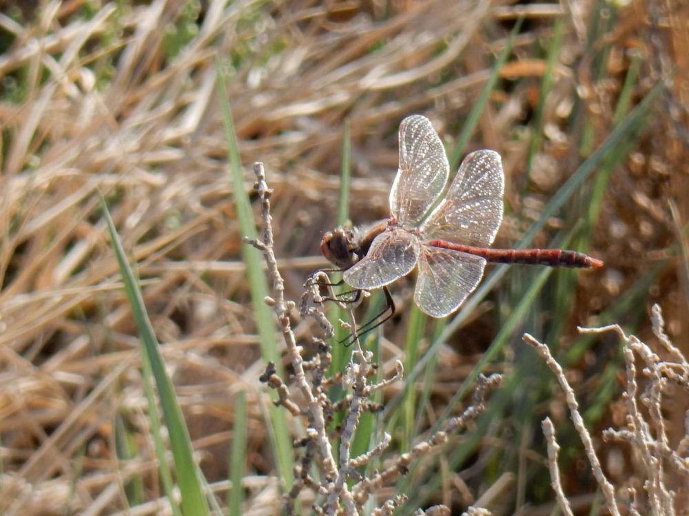 Dragonfly