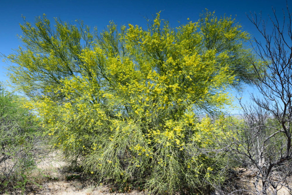 Flowering Palo Verde