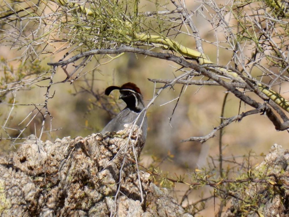 Gambel's Quail