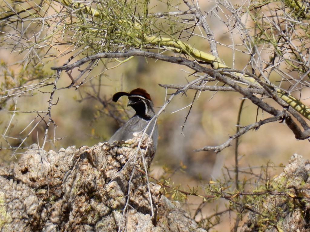 Gambel's quail