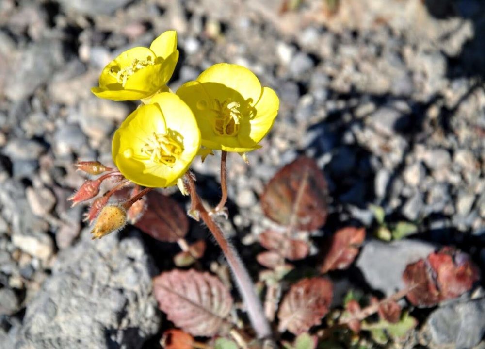 Golden Evening Primrose