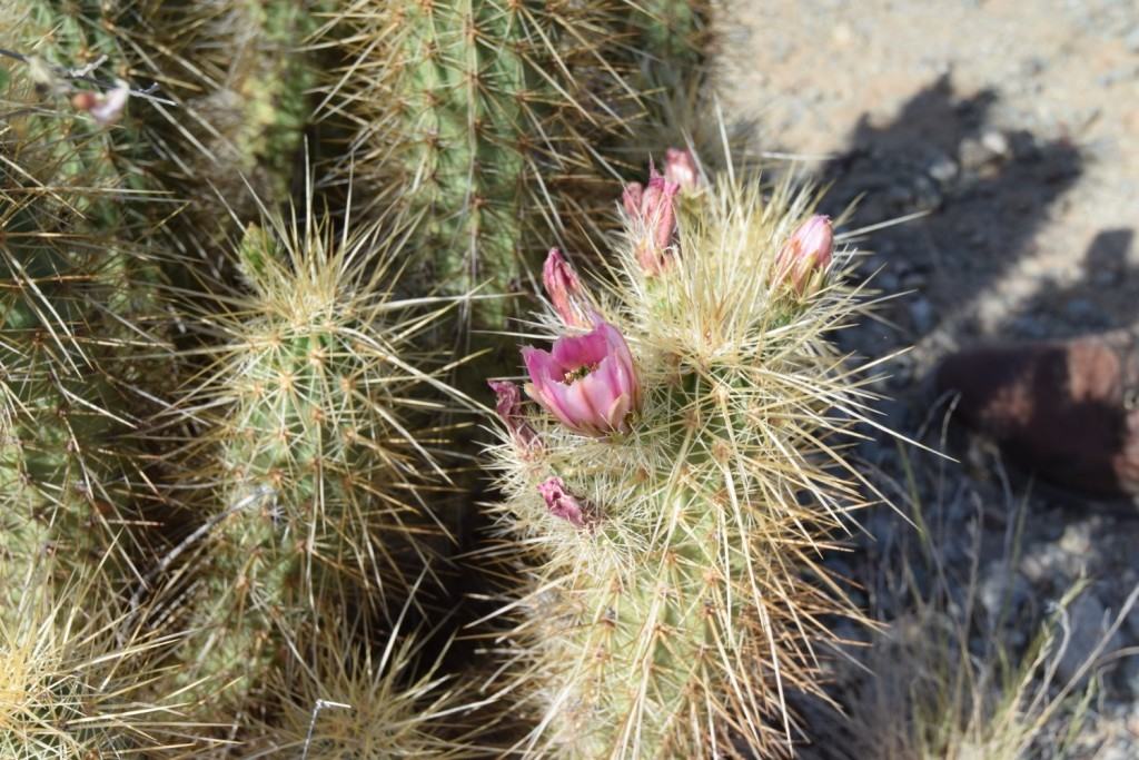 Hedgehog Cactus Flower