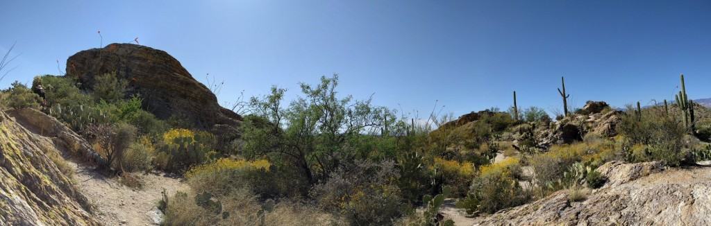 This is my view while extracted Prickly Pear Thorns from my flesh