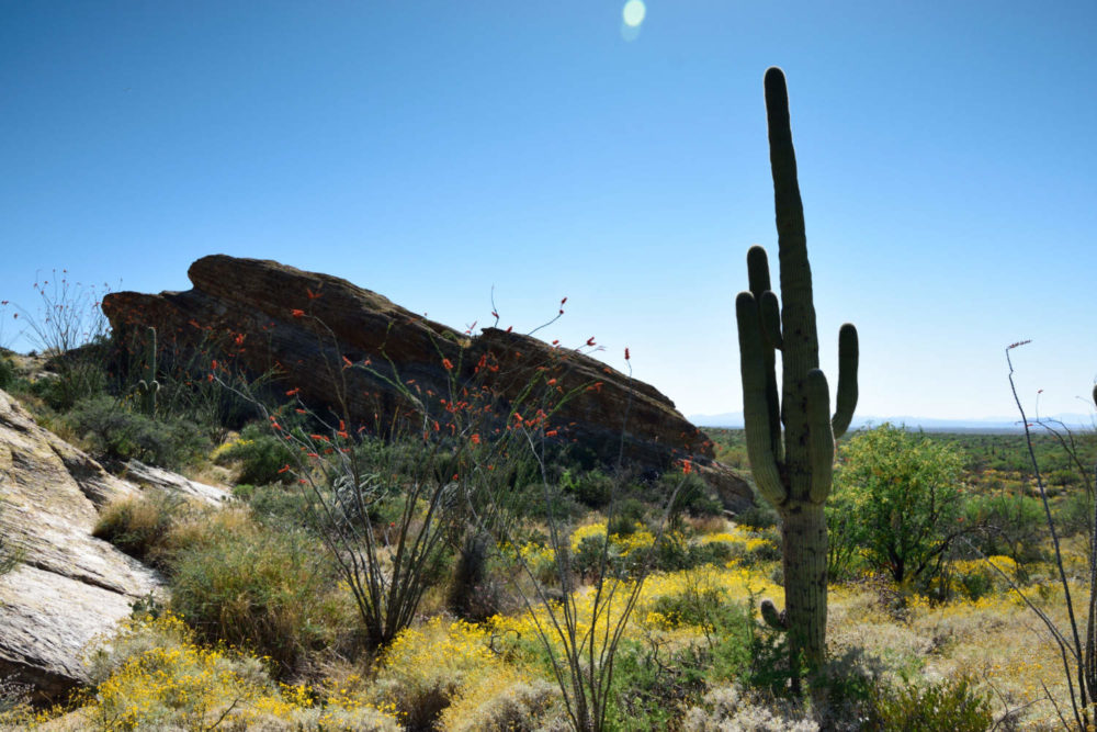 The very photogenic Javelina Rocks