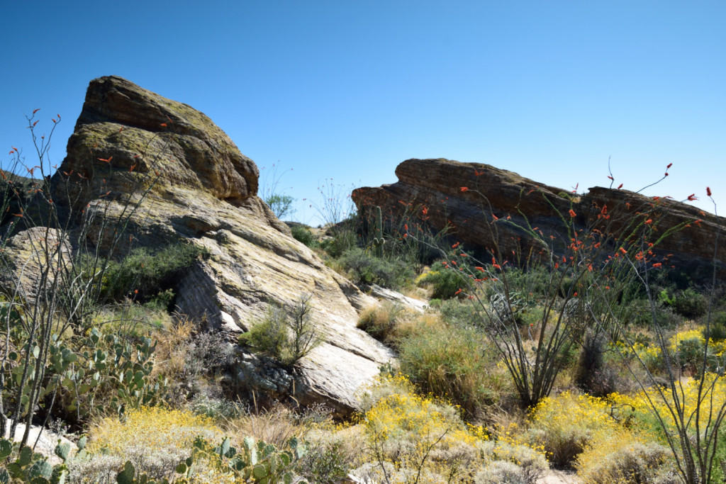Duo Javelina Rocks at Saguaro National Park