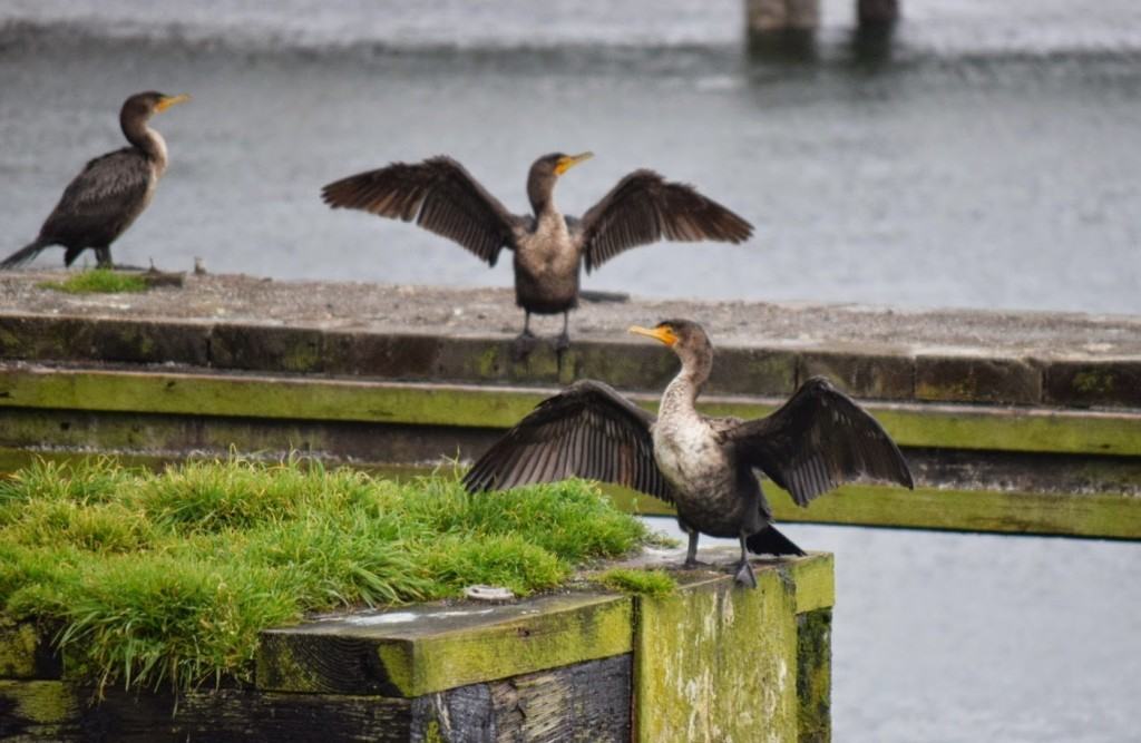 King Cormorants