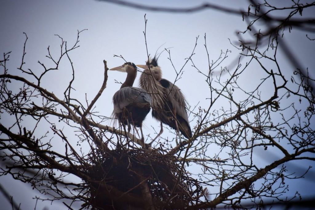 Male Female Great Blue Herons