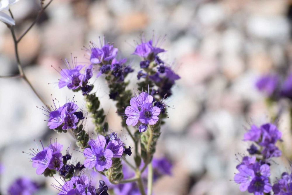 Notch-Leaf Phacelia