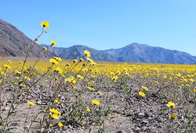 Desert Gold