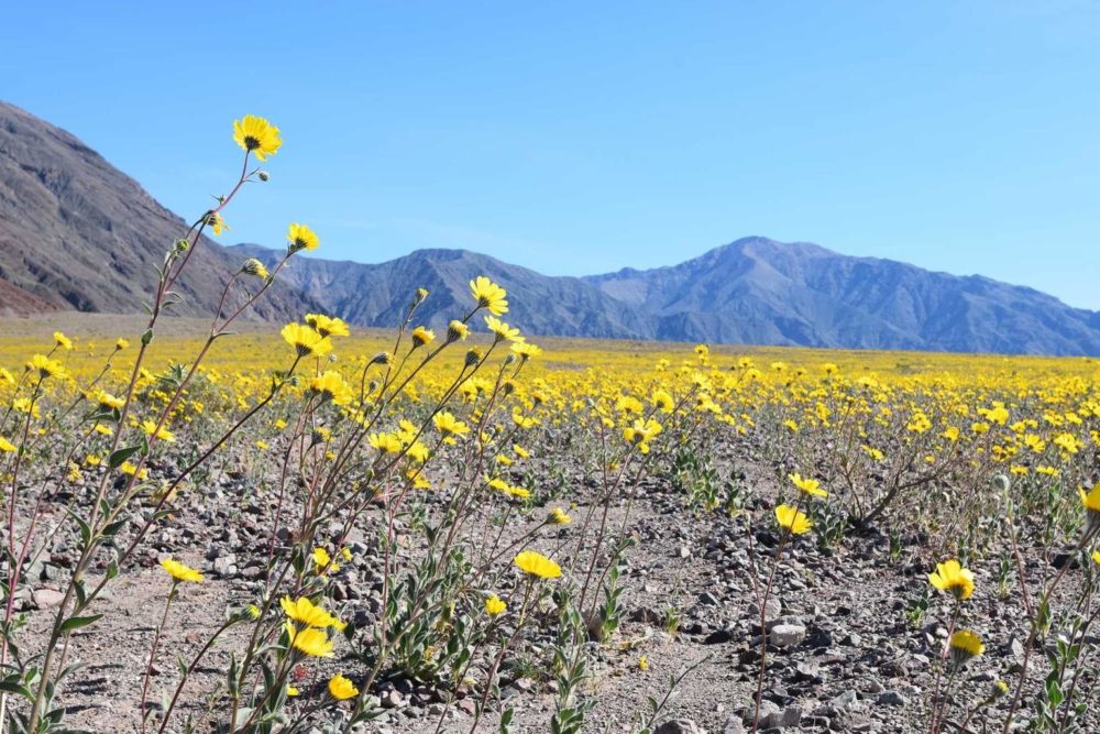 Desert Gold