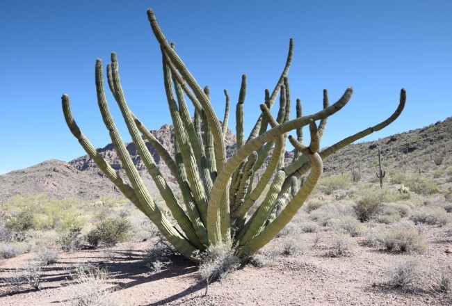 Old Organ Pipe Cactus