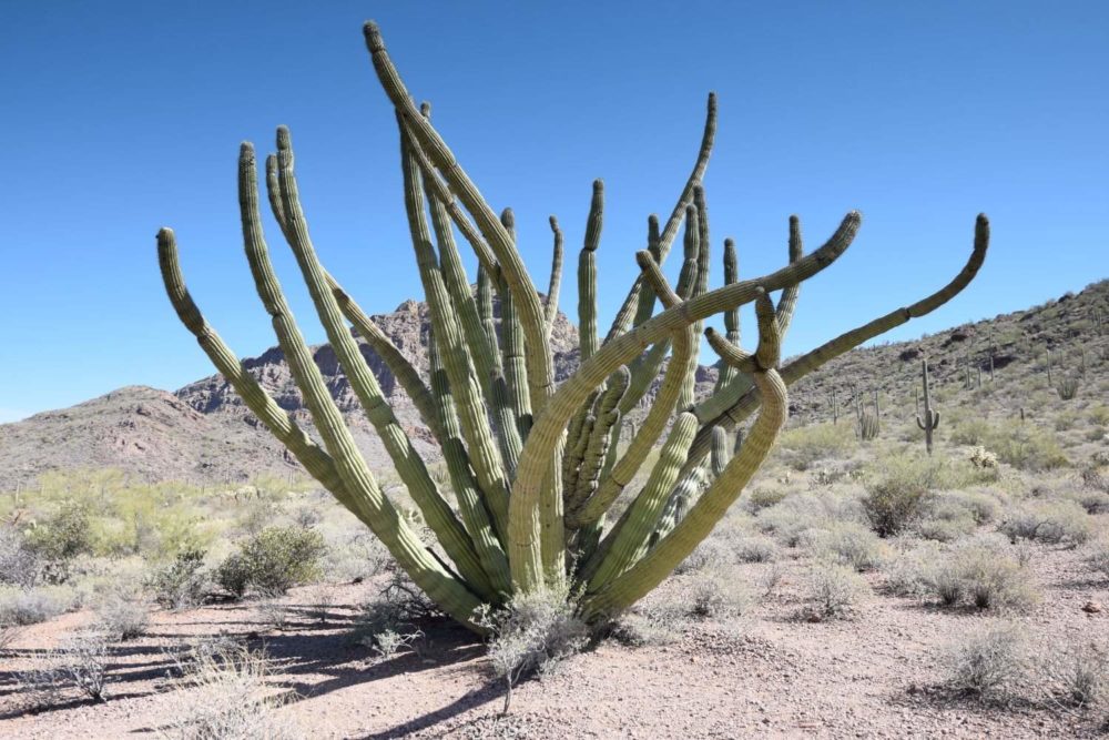 Old Organ Pipe Cactus