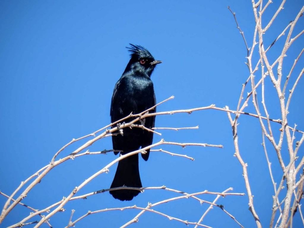 Phainopepla