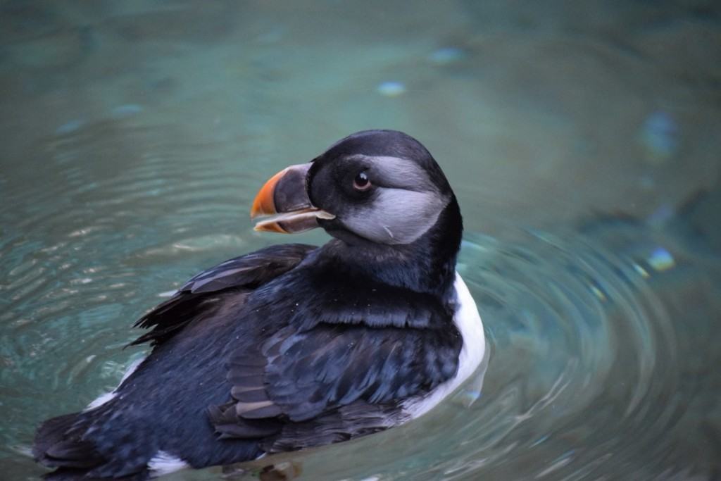 Puffin