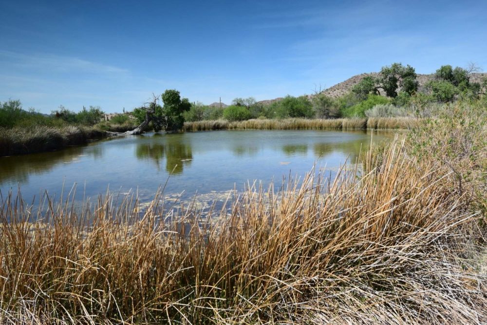 Quitobaquito Springs