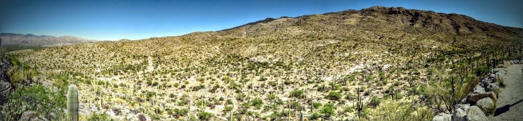 Rincon Overlook