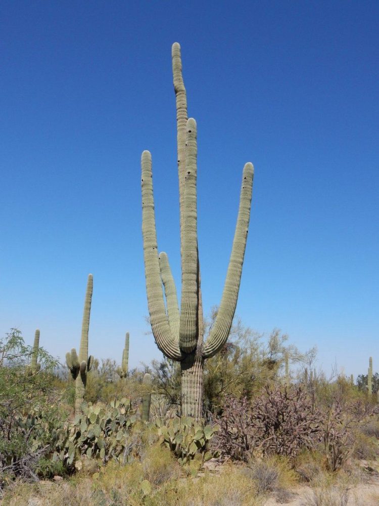 100 Year Old Saguaro