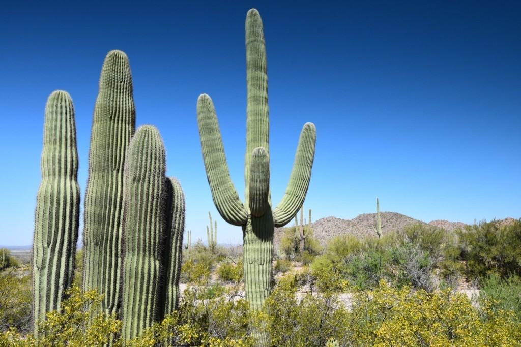 More Saguaro