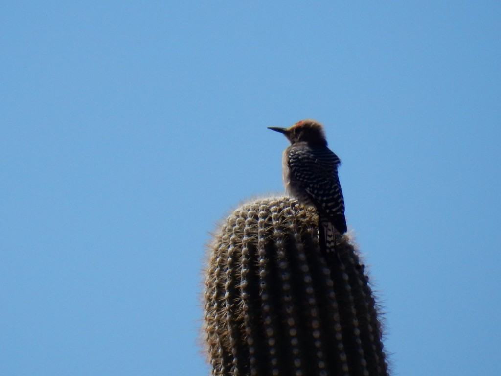 Juvenile Gila Woodpecker