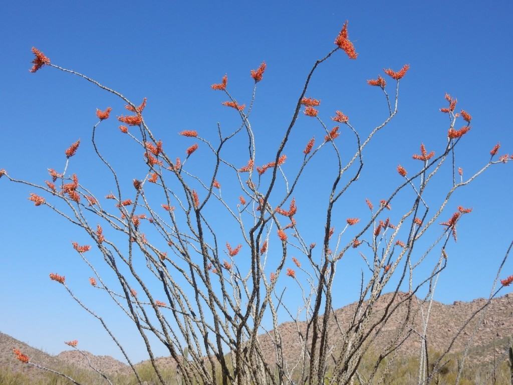 Ocatillo Flowers