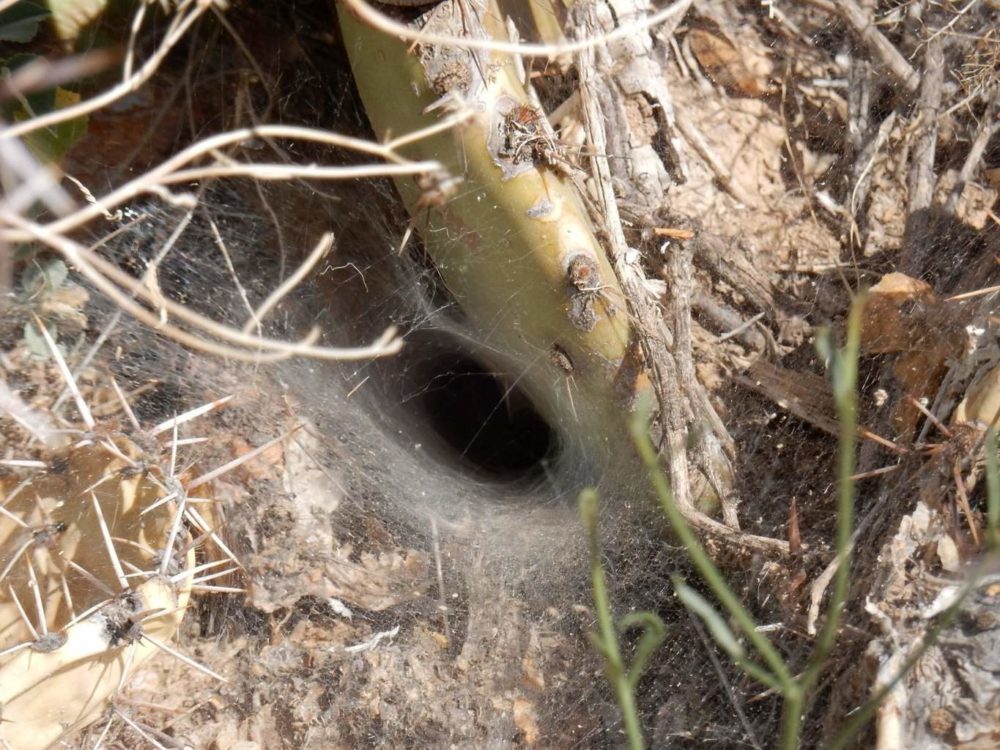 Scary Tarantula Hole