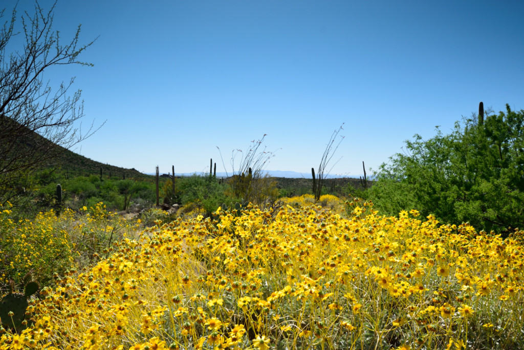 The Saguaro National Park is in bloom!