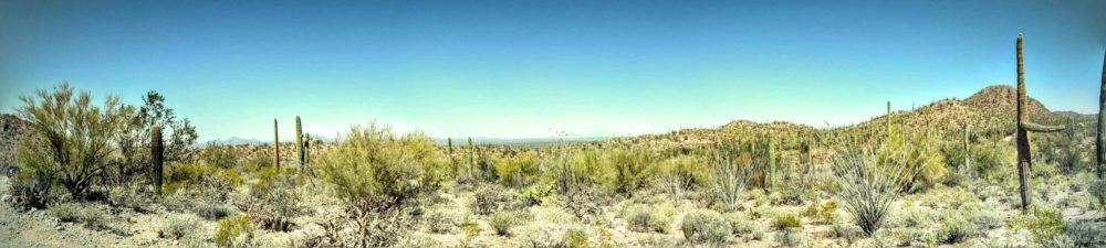 Saguaro NPS West