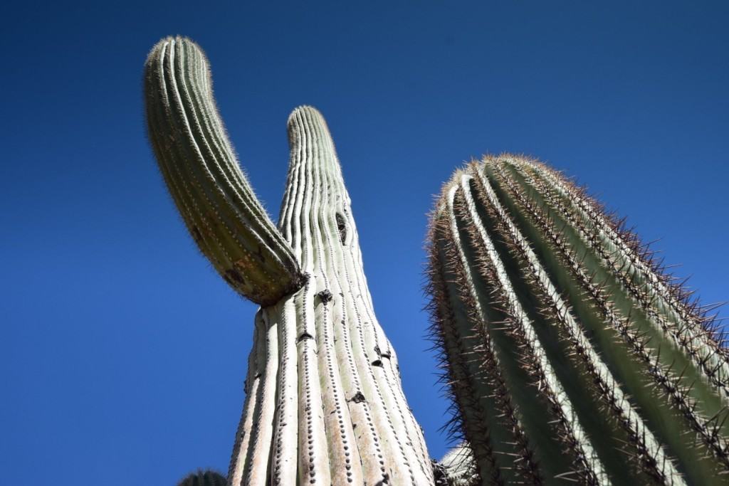 Saguaro National Park