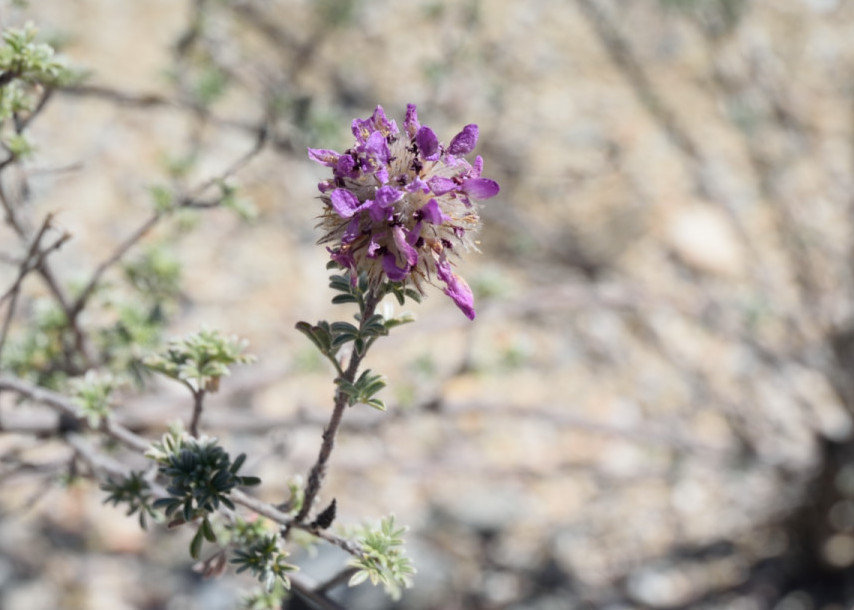 Santa Catalina prairie clove