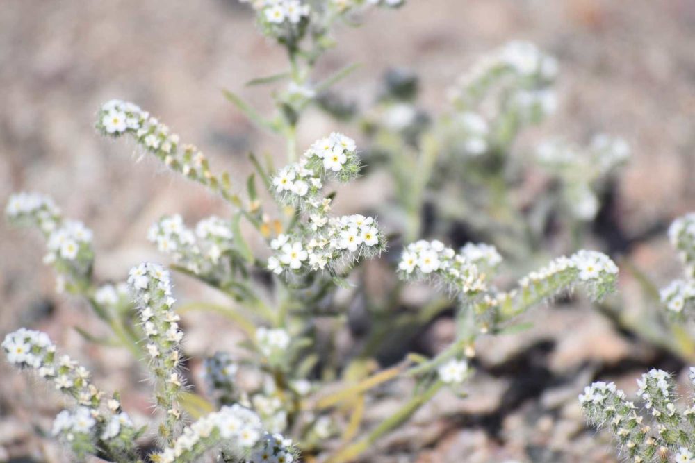 Scented Cryptantha