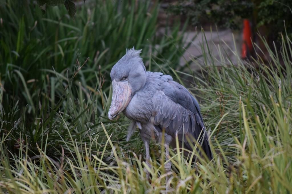 Shoebill