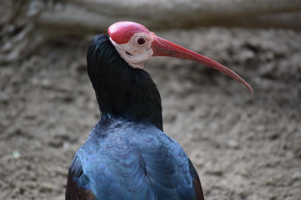 Southern Bald Ibis