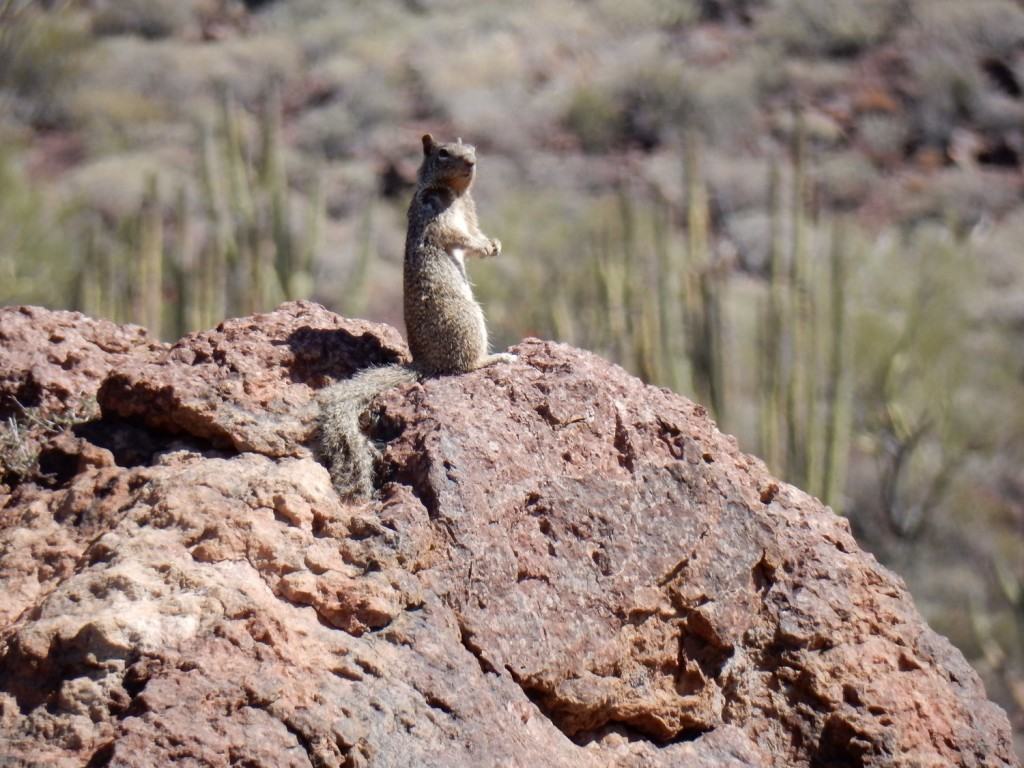 Ground squirrel strikes a pose!