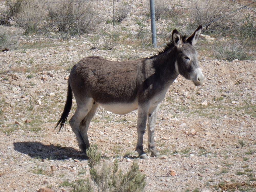 Burros were introduced by the Spanish in the 1500s and are originally from Africa.