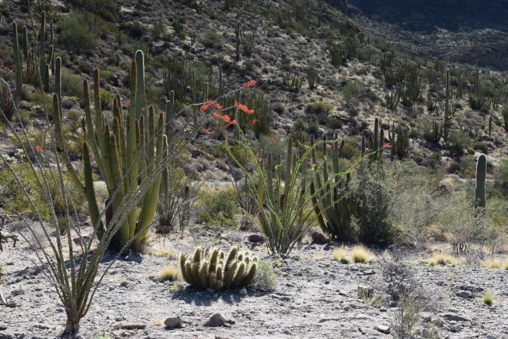 Ocotillo Plants