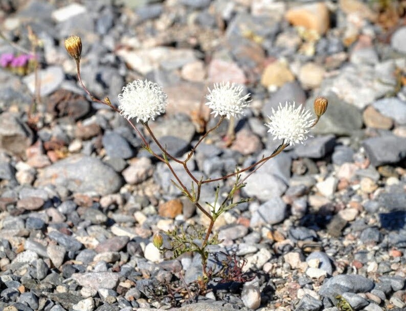 Pebble Pincushion