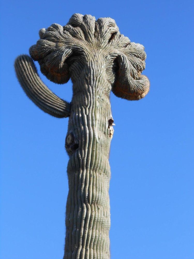 crested saguaro