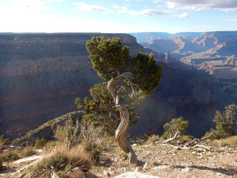 Can't go wrong with pictures of the grand canyon.